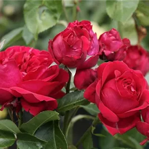 Rosa 'Eden Rose 85'®