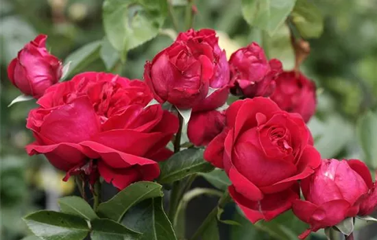 Rosa 'Red Eden Rose'® Rosa 'Red Eden Rose'®