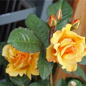 Rosa 'Postillion' -R- STR IV