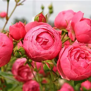 Rosa 'Pomponella' -R- BT IV