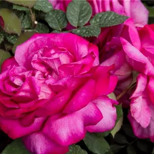 Rosa 'Parole' -R- TH IV