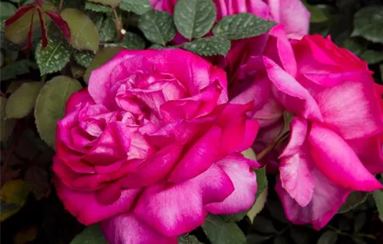 Rosa 'Parole'® Rosa 'Parole'®