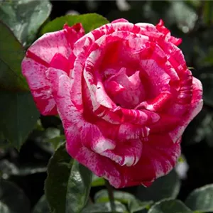 Rosa 'Papageno' -R- BT IV