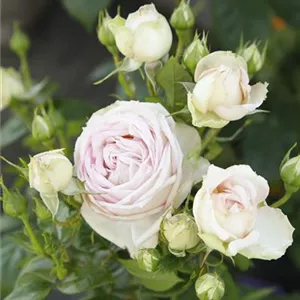 Rosa 'Madame Anisette' -R- TH VI