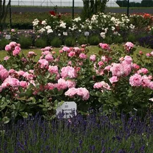 Rosa 'Rosengräfin Marie Henriette' -R- BT VI