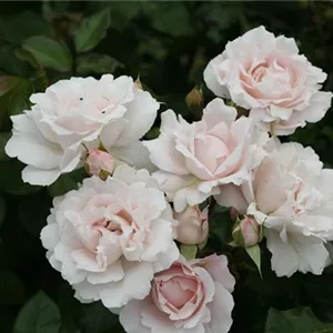 Rosa 'Constance Mozart' -R- BT VI
