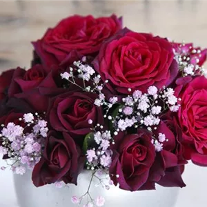 Rosa 'Gräfin Diana' -R- TH VI