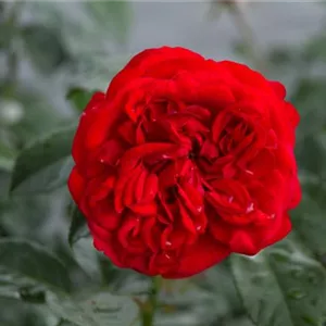 Rosa 'Out of Rosenheim' -R- BT IV