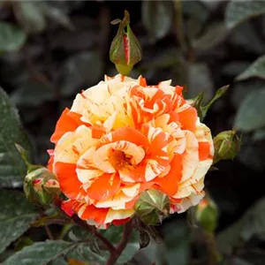 Rosa 'Papagena' -R- BT IV