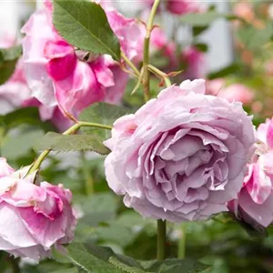 Rosa 'Novalis' -R- BT V