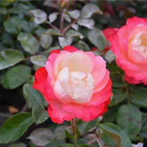 Rosa 'Nostalgie' -R- TH V