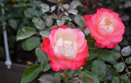 Rosa 'Nostalgie' -R- TH V Rosa 'Nostalgie' -R- TH V