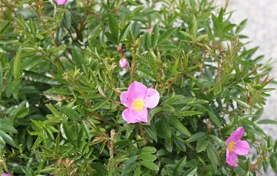 Rosa nitida Rosa nitida