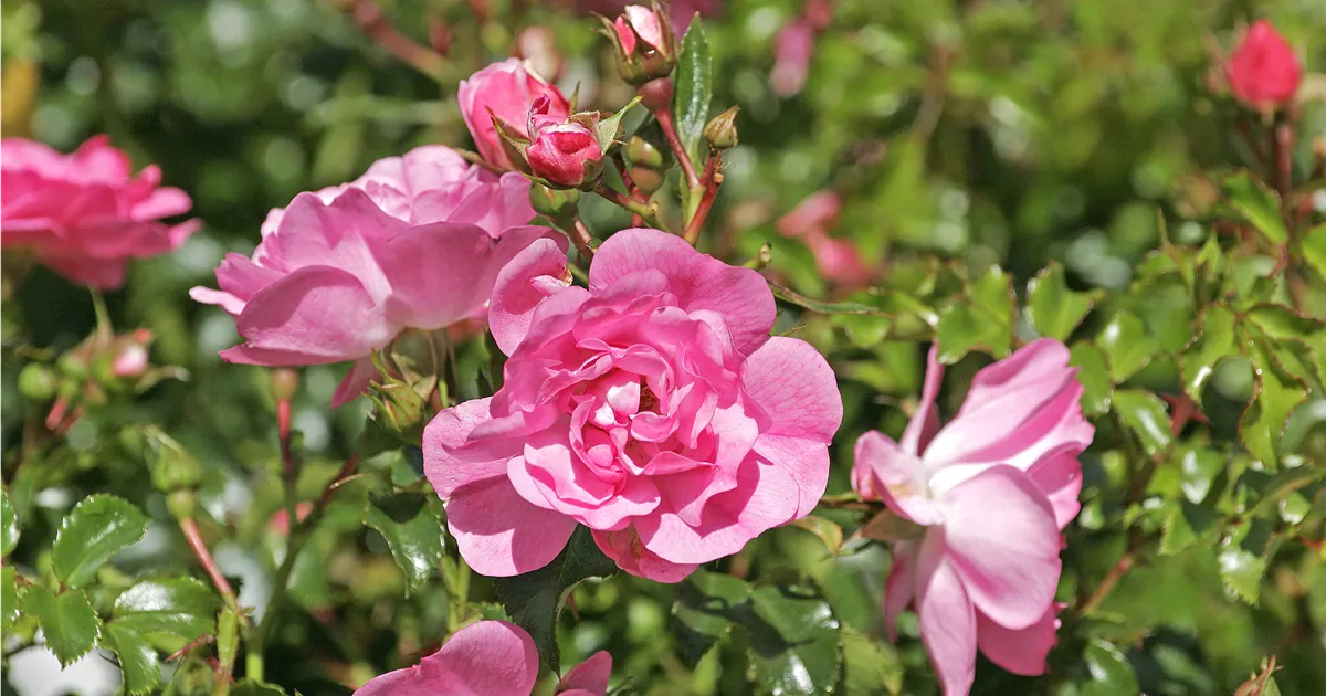 Rosa 'Neon'®