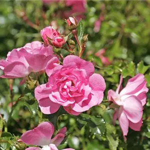 Rosa 'Neon' -R- BT III