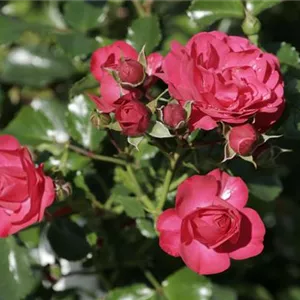 Rosa 'Mirato' -R- BDR III