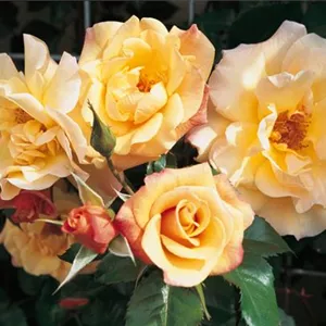 Rosa 'Moonlight' -R- KL VI