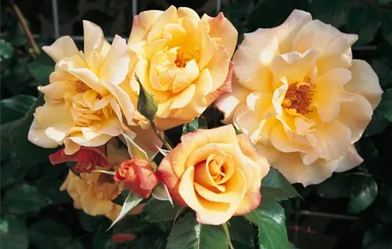 Rosa 'Moonlight' -R- KL VI Rosa 'Moonlight' -R- KL VI