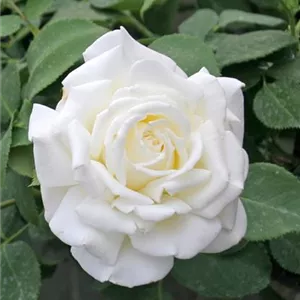 Rosa 'Memoire' -R- TH III