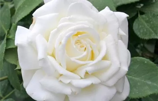 Rosa 'Memoire' -R- TH III Rosa 'Memoire' -R- TH III