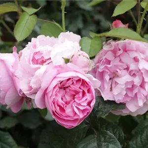 Rosa 'Mary Rose' -R- STR VI