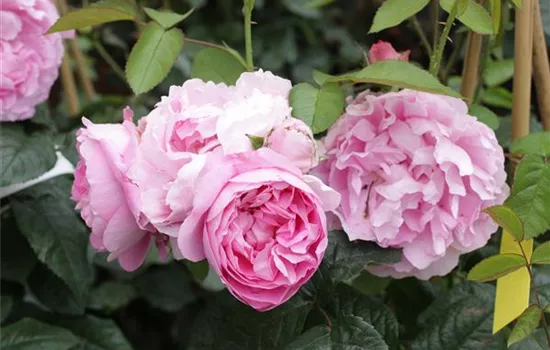 Rosa 'Mary Rose'® Rosa 'Mary Rose'®