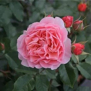 Rosa 'Marie Curie' -R- BT III