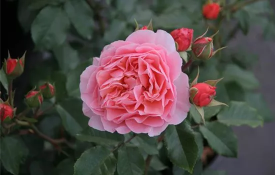 Rosa 'Marie Curie' -R- BT III Rosa 'Marie Curie' -R- BT III