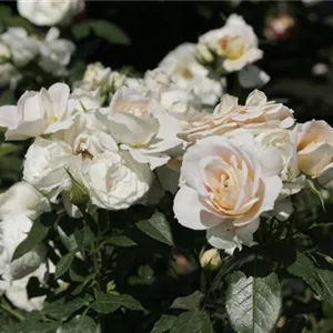 Rosa 'Lions-Rose' -R- BT V