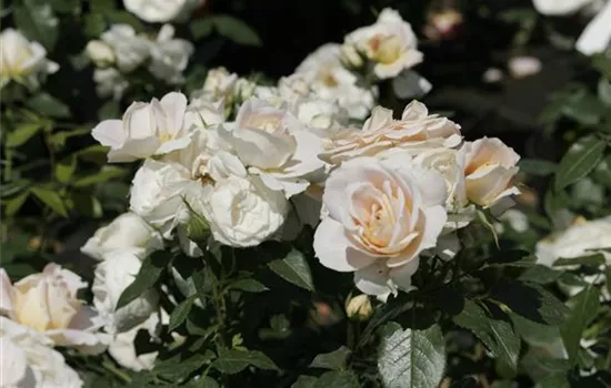 Rosa 'Lions-Rose'® Rosa 'Lions-Rose'®
