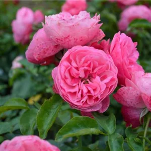 Rosa 'Leonardo da Vinci' -R- BT IV