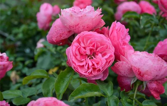 Rosa 'Leonardo da Vinci' -R- BT IV Rosa 'Leonardo da Vinci' -R- BT IV