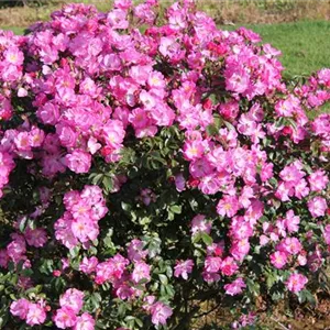 Rosa 'Lavender Dream' -R- BDR III