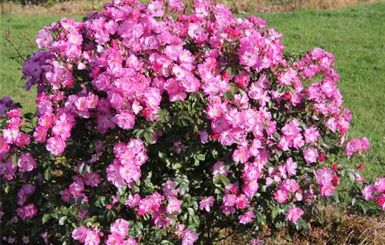 Rosa 'Lavender Dream' -R- BDR III