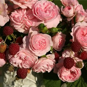 Rosa 'Larissa' -R- BDR III