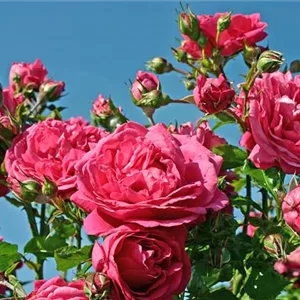 Rosa 'Laguna' -R- KL VI