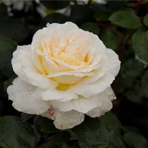 Rosa 'La Perla' -R- TH IV