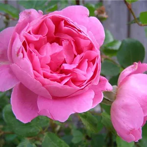 Rosa 'La Reine Victoria' STR IV