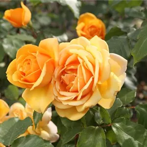 Rosa 'Kupferkönigin' -R- TH III