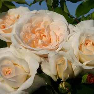 Rosa 'KOSMOS' -R- BT IV