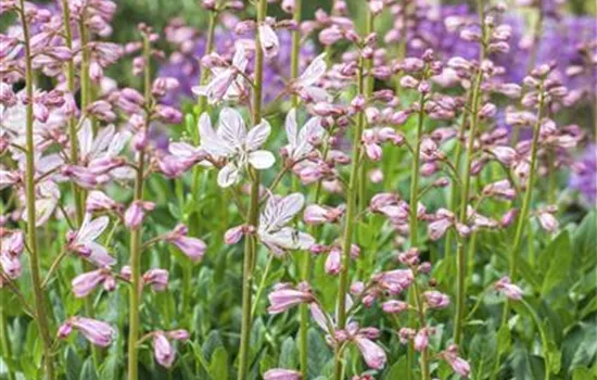 Diptam – When a Plant Catches Fire