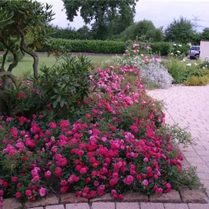 Rosa 'Knirps' -R- BDR III