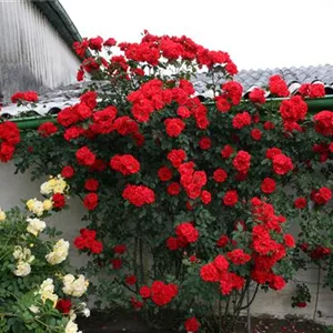 Rosa 'Brillant Korsar'®