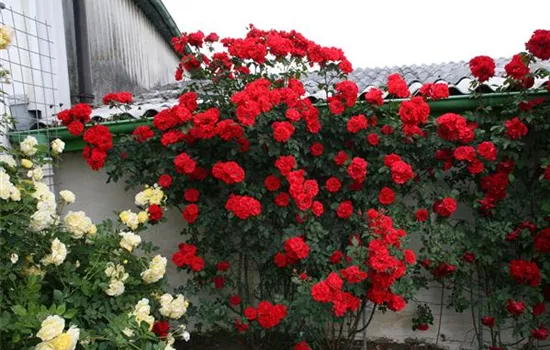 Rosa 'Brillant Korsar'® Rosa 'Brillant Korsar'®