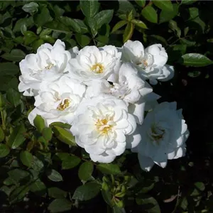 Rosa 'Kent' -R- BDR III