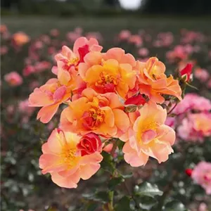 Rosa 'Jazz' -R- BDR III