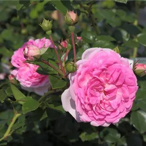 Rosa 'Jasmina' -R- KL VI