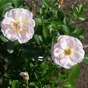 Rosa 'Isarperle' -R- BT