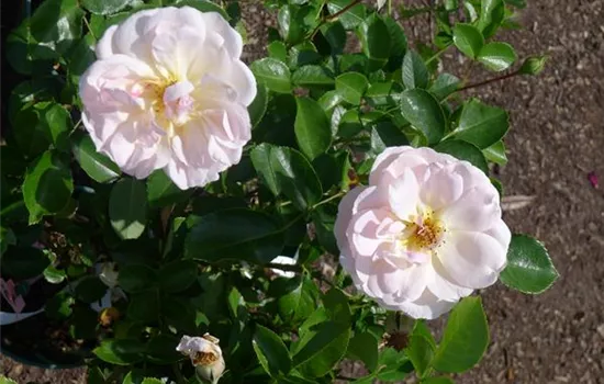 Rosa 'Isarperle'®