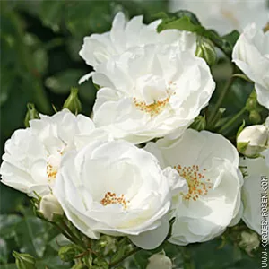 Rosa 'Innocencia' -R- BT III